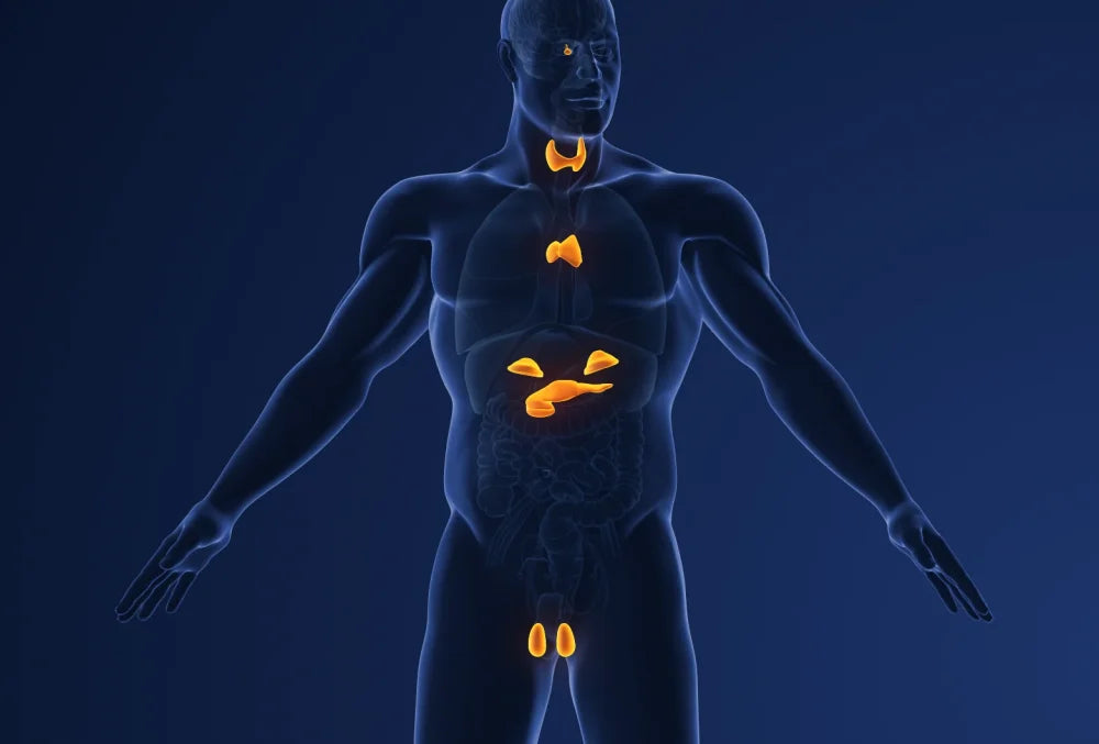 The Micro-War on Your Endocrine System (And How to Fight Back Without Anyone Knowing)