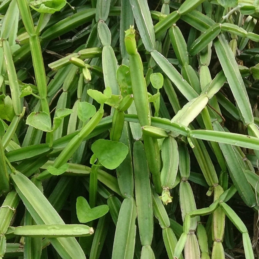 Cissus Quadrangularis