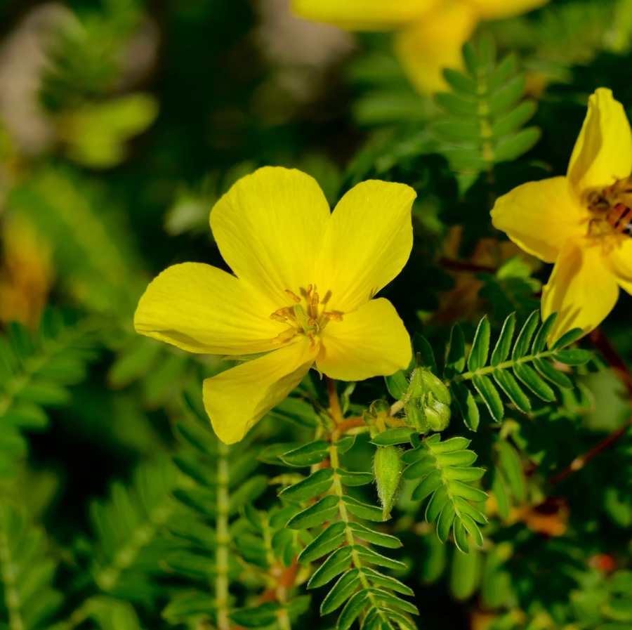 Tribulus Terrestris