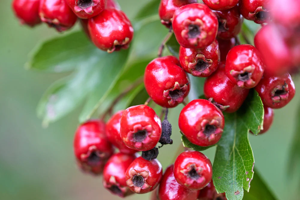Ingredient image