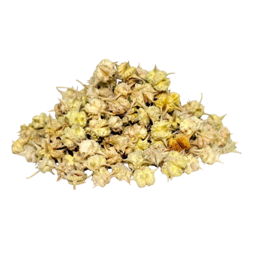 Tribulus Terrestris illustration