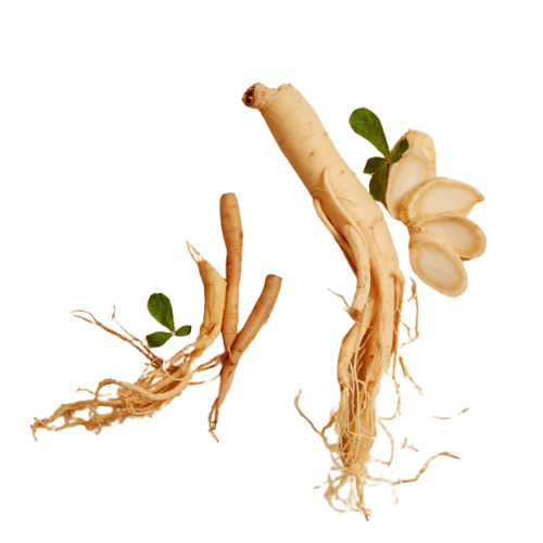 Panax Ginseng illustration
